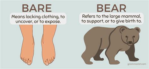 Bear vs Bare
